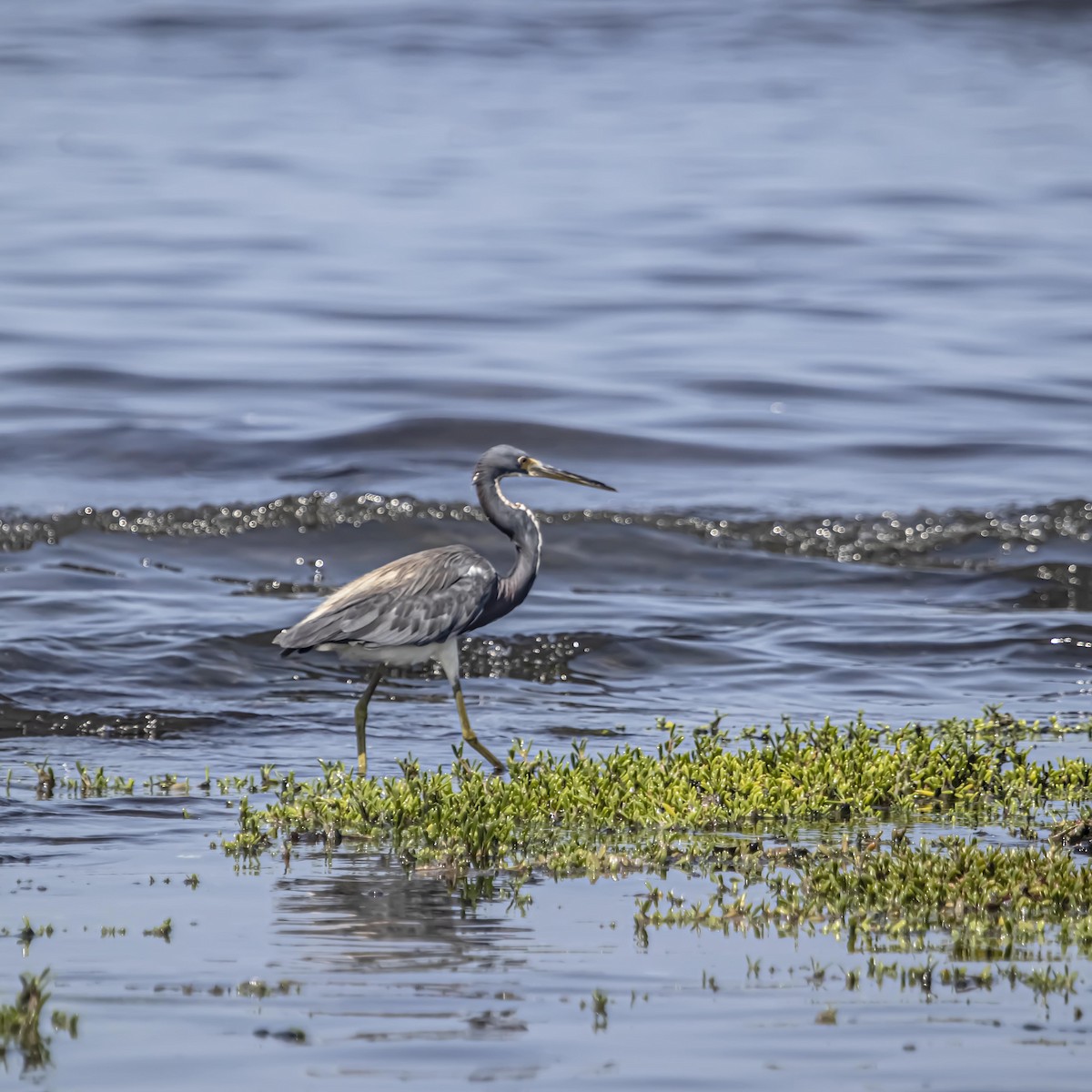 Tricolored Heron - ML640975187