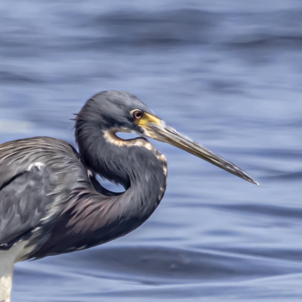Tricolored Heron - ML640975188