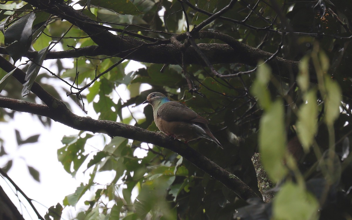 White-eared Brown-Dove - ML640975230