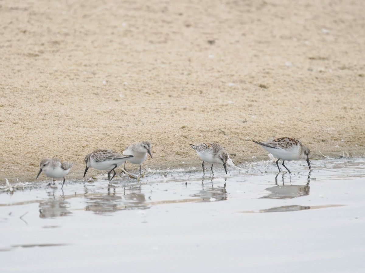 Western Sandpiper - ML640975266