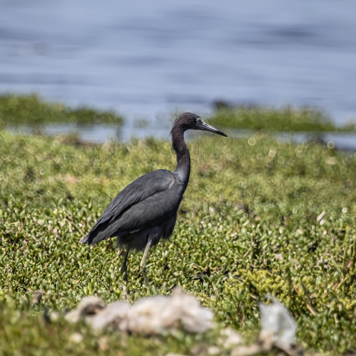 Little Blue Heron - ML640975268