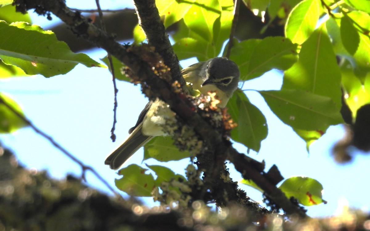 eremittvireo - ML640975279