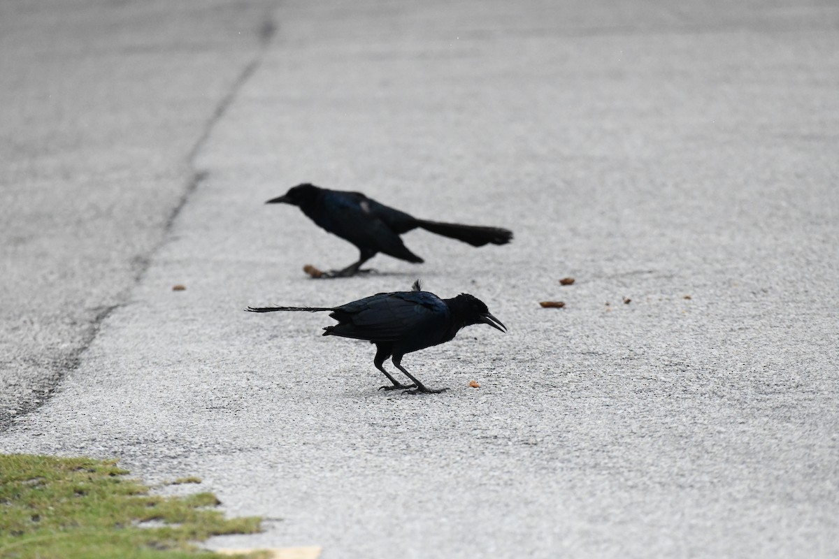 Boat-tailed Grackle - ML640975289