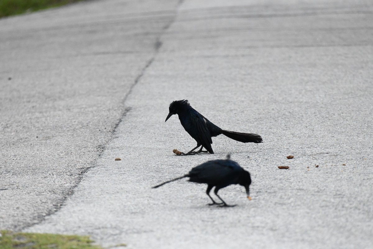 Boat-tailed Grackle - ML640975290