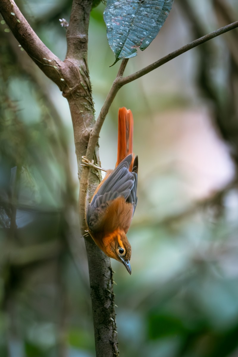 Slaty-winged Foliage-gleaner - ML640975315