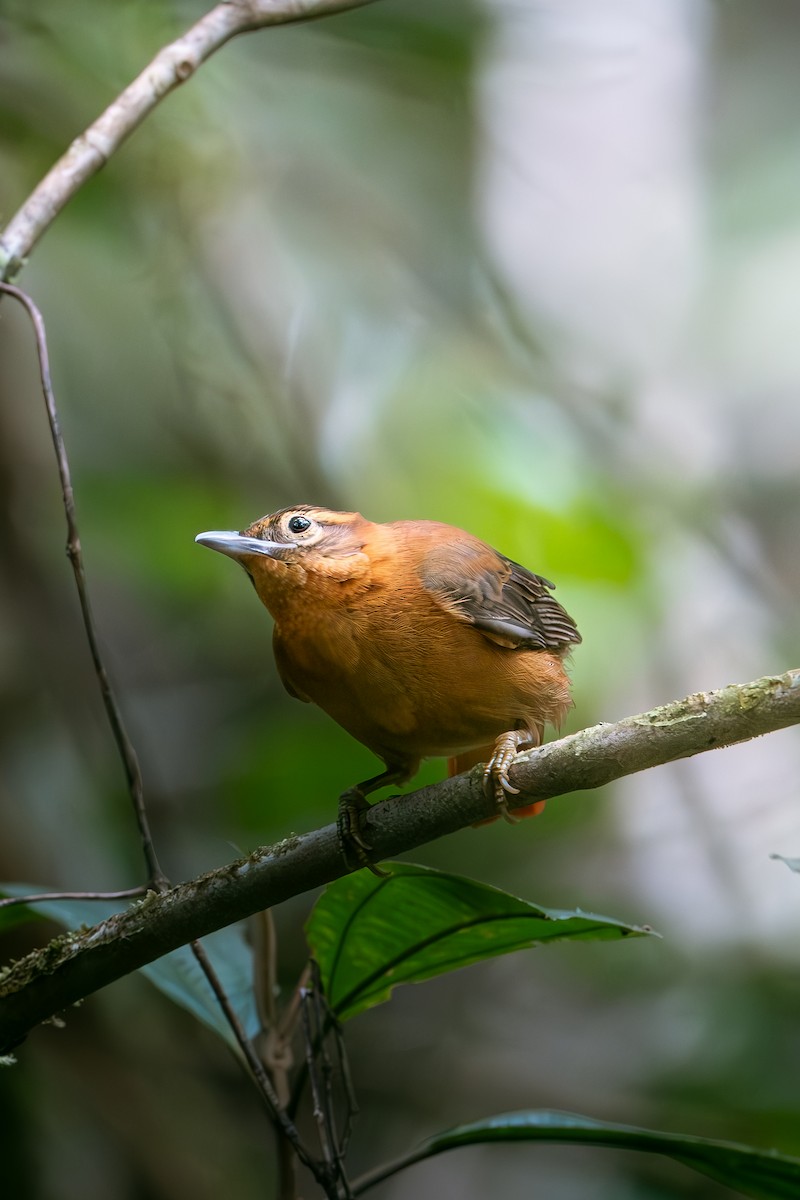 Slaty-winged Foliage-gleaner - ML640975316