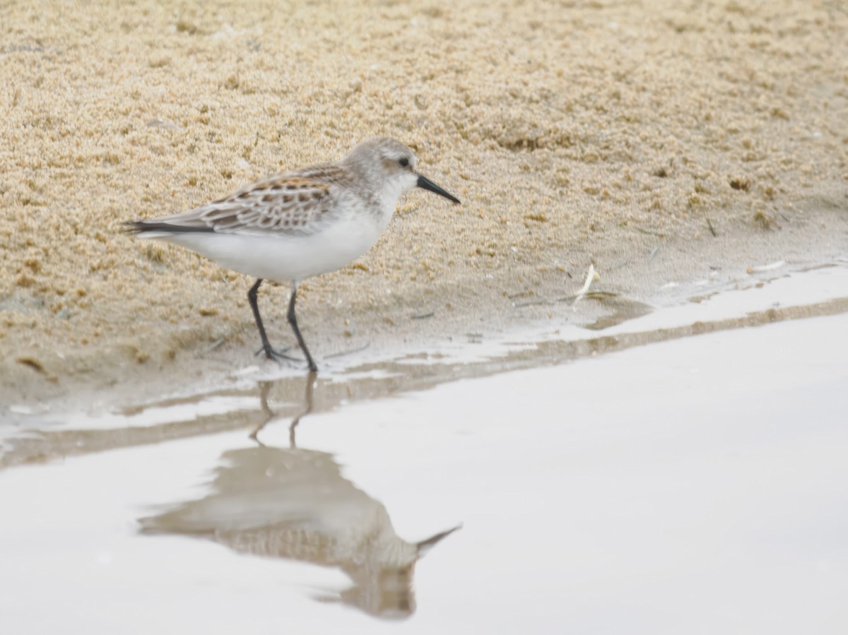Western Sandpiper - ML640975338
