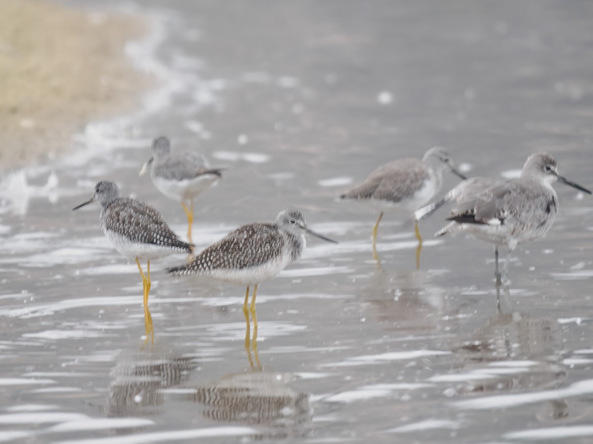 Greater Yellowlegs - ML640975376