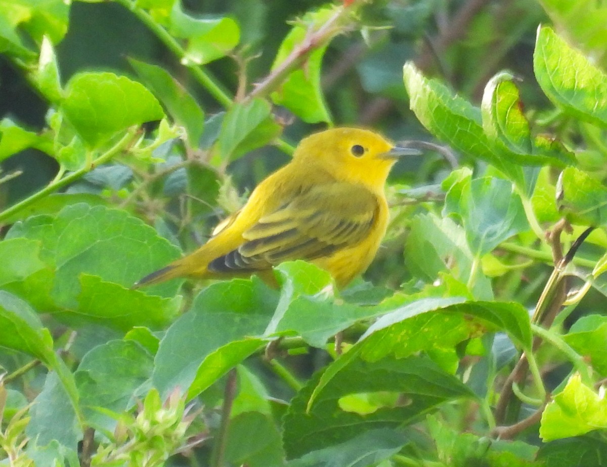 Yellow Warbler - ML640975401