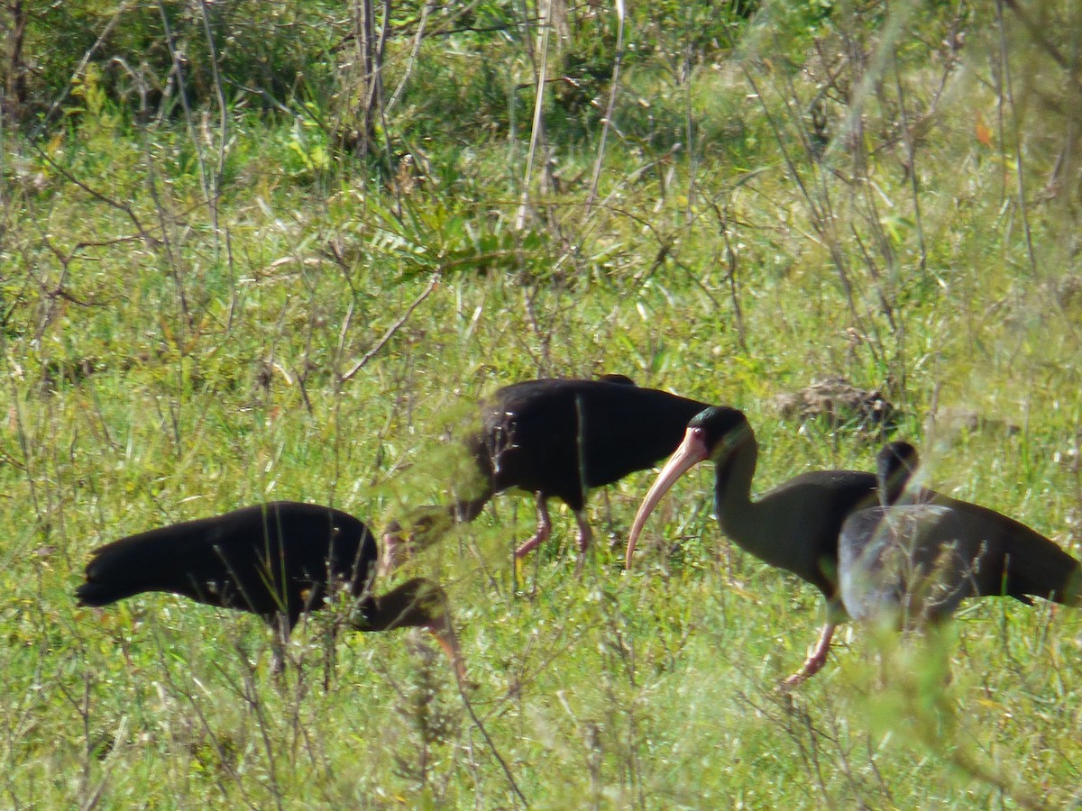 Ibis à face nue - ML640975402