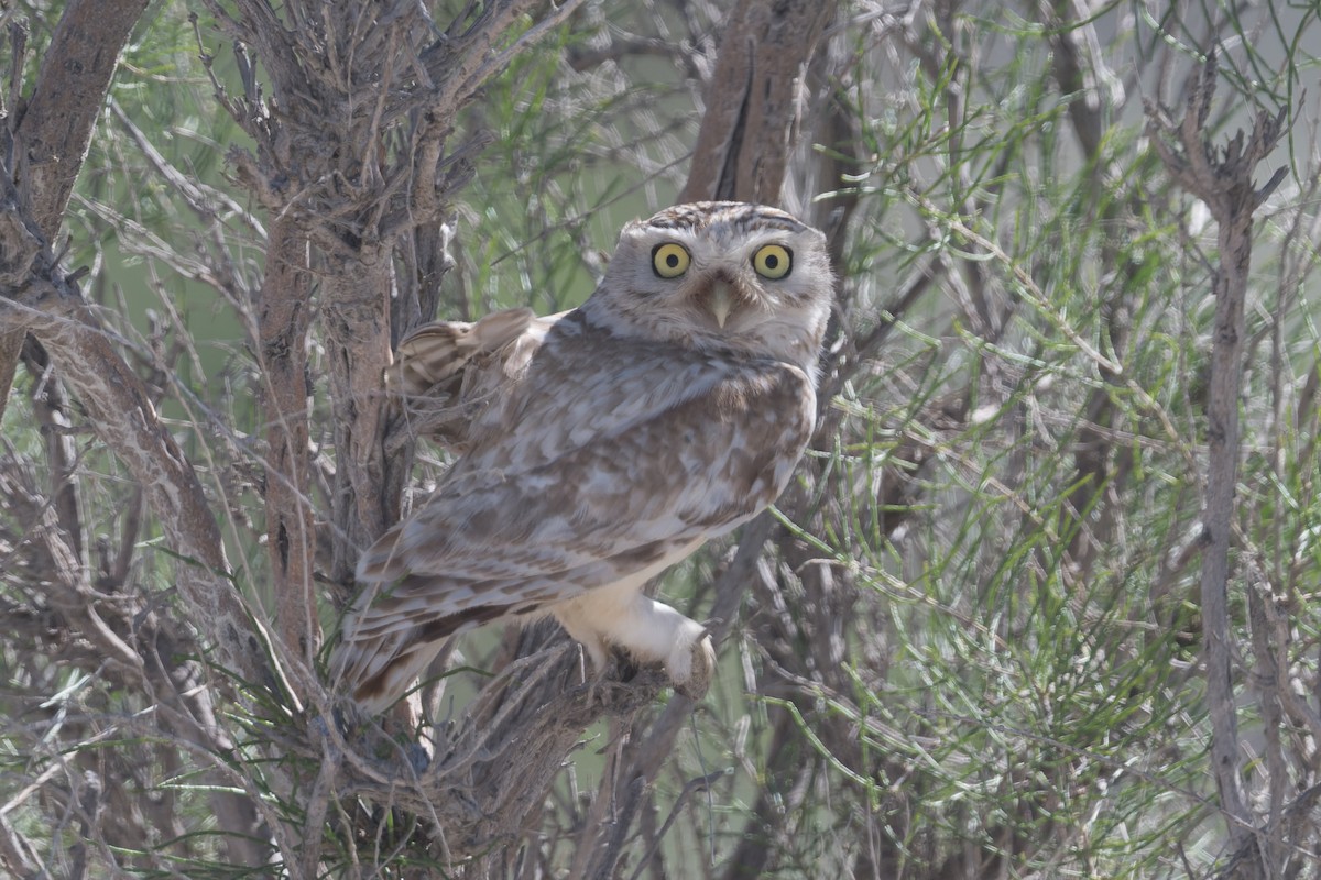 Little Owl (Hutton's) - ML640975418