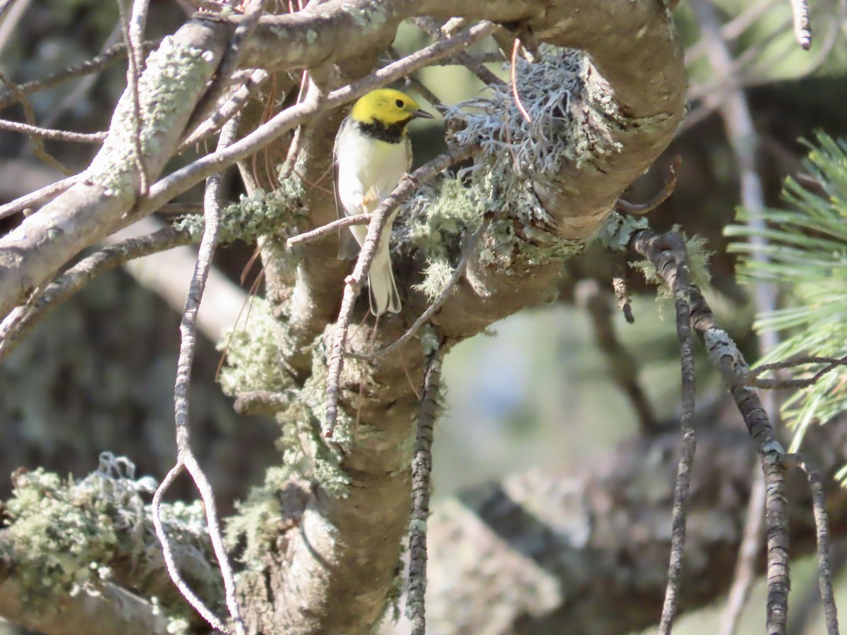 Paruline à tête jaune - ML640975419