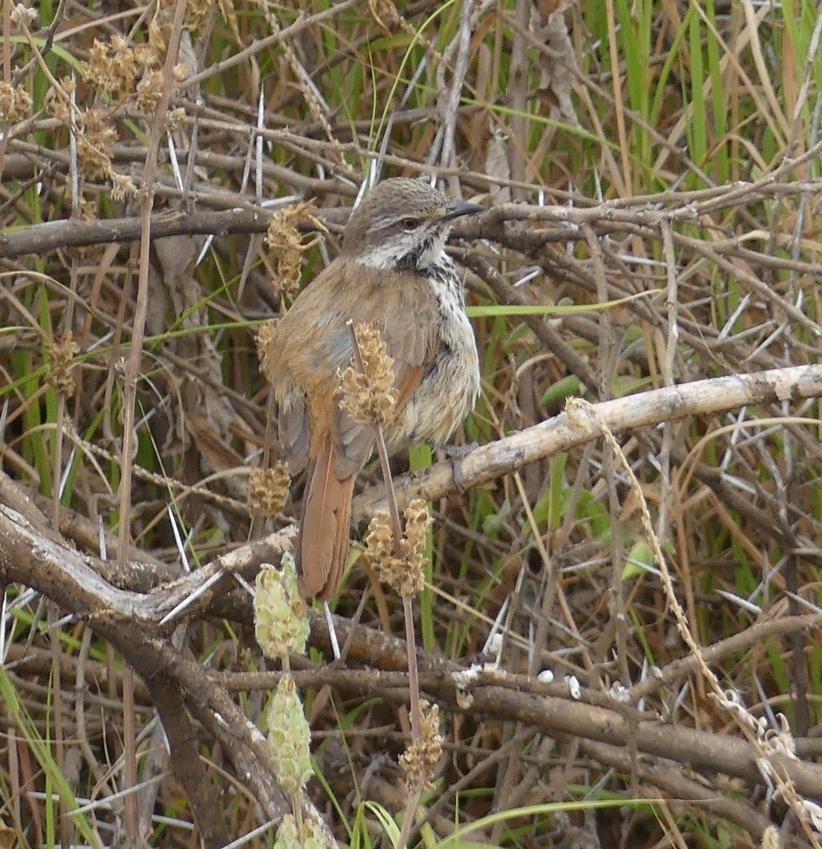 Spotted Morning-Thrush - ML640975479