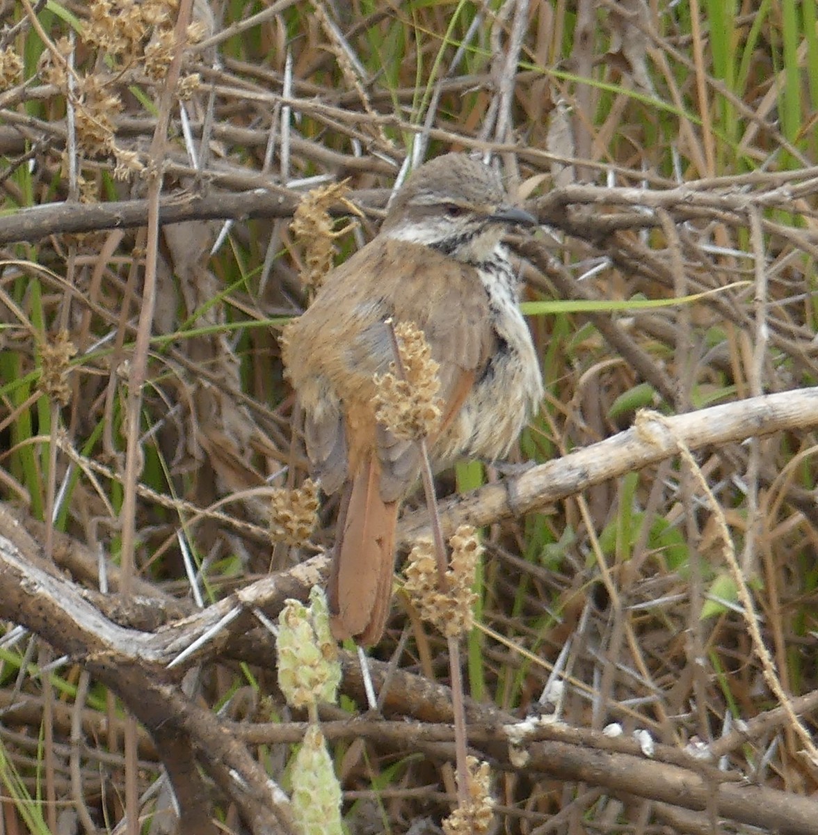 Spotted Morning-Thrush - ML640975481