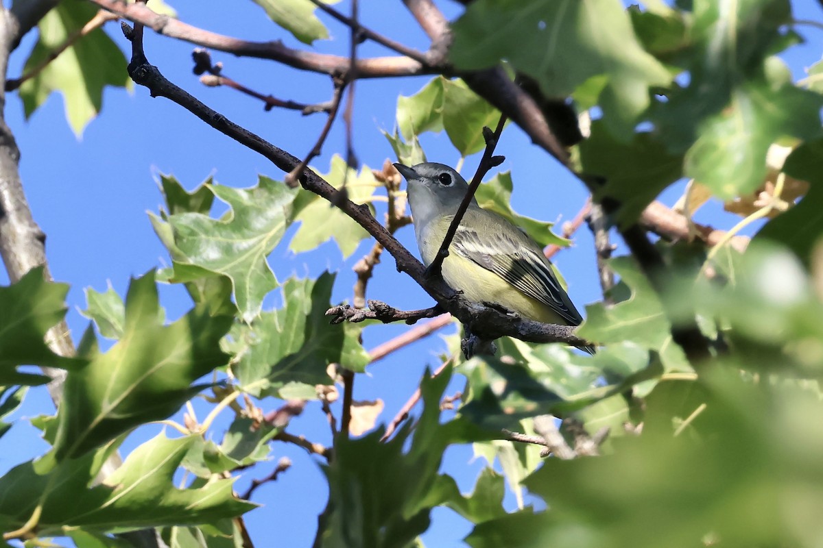 Cassin's Vireo - ML640975540