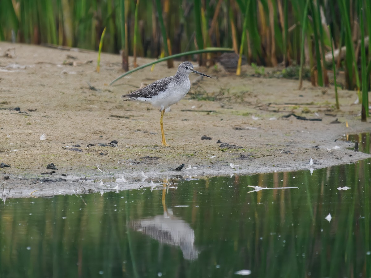 Greater Yellowlegs - ML640975548