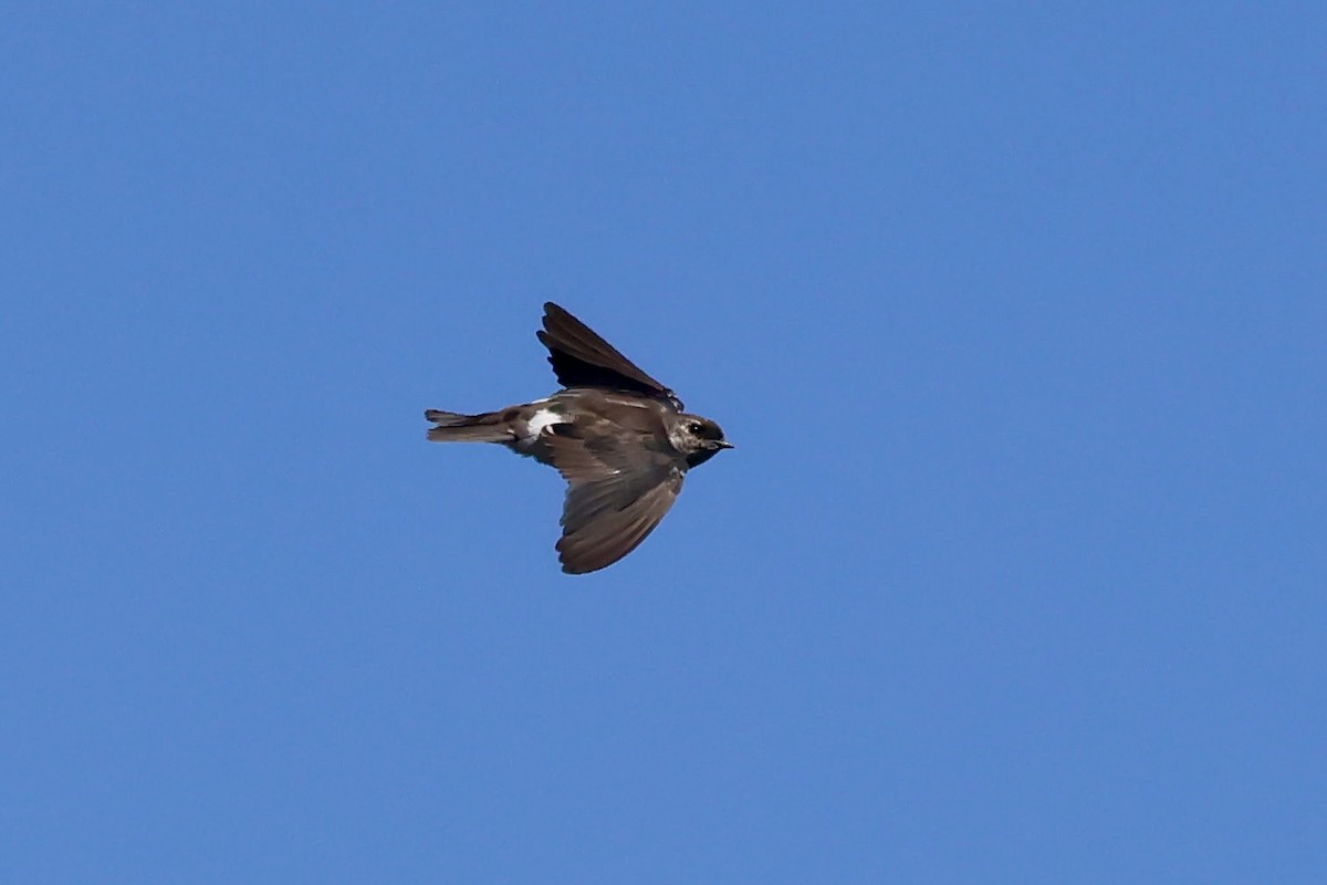 Violet-green Swallow - ML640975563