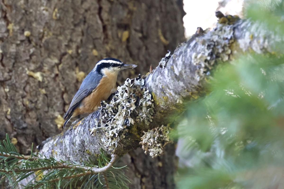 Red-breasted Nuthatch - ML640975576