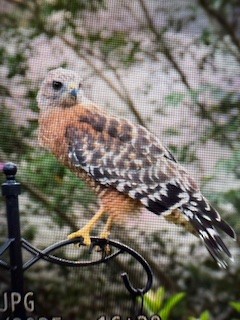 Red-shouldered Hawk - ML640975582