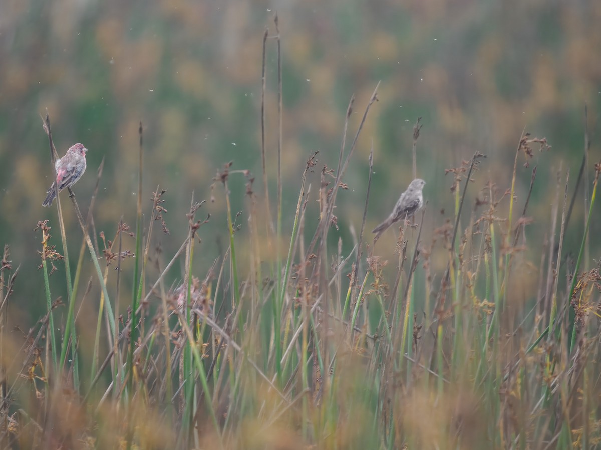 House Finch - ML640975587