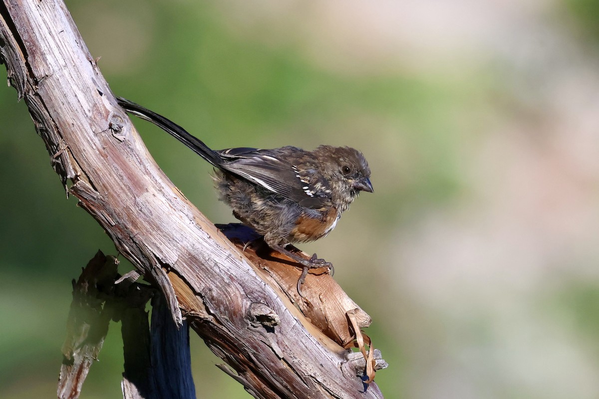 Spotted Towhee - ML640975591