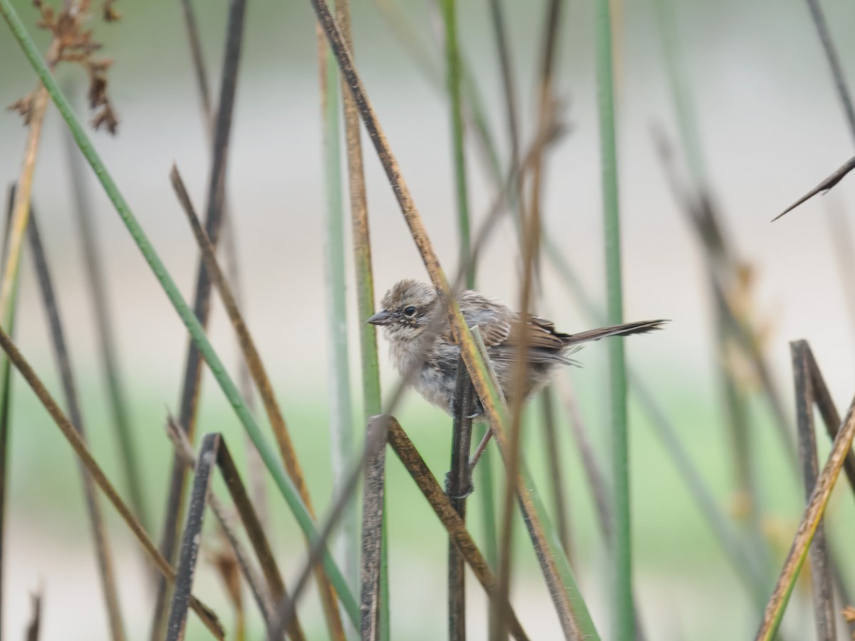 Song Sparrow - ML640975601