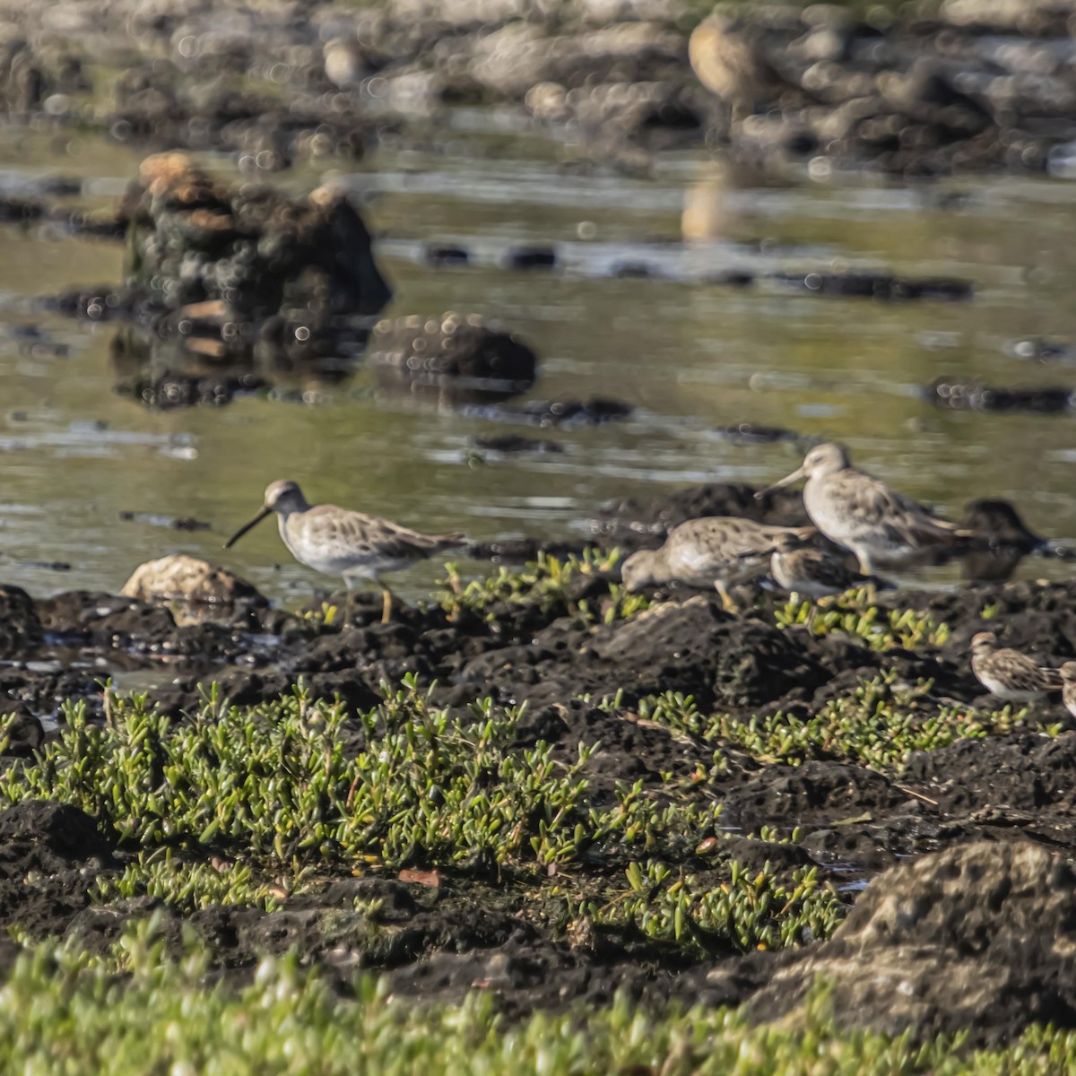Short-billed Dowitcher - ML640975605