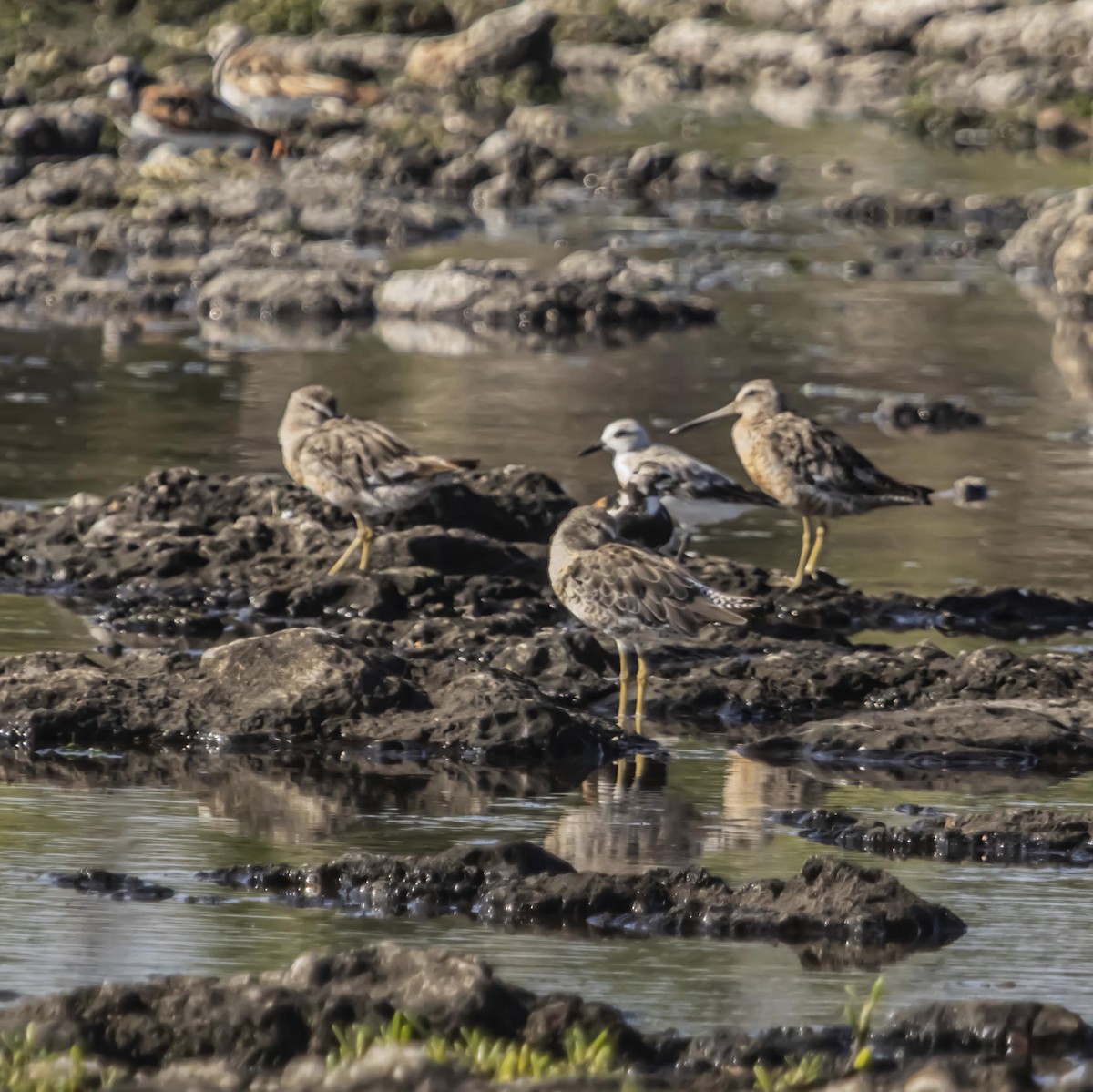 Short-billed Dowitcher - ML640975606