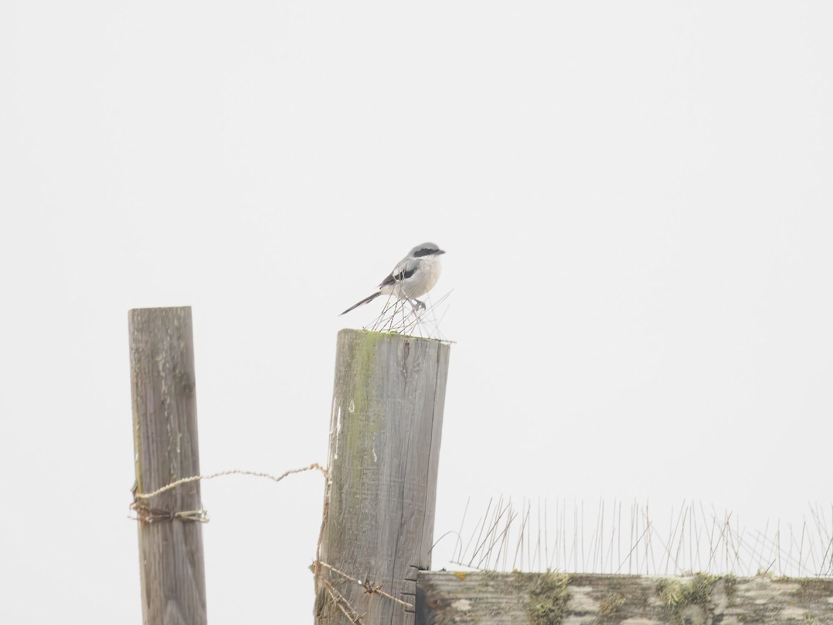 Loggerhead Shrike - ML640975619
