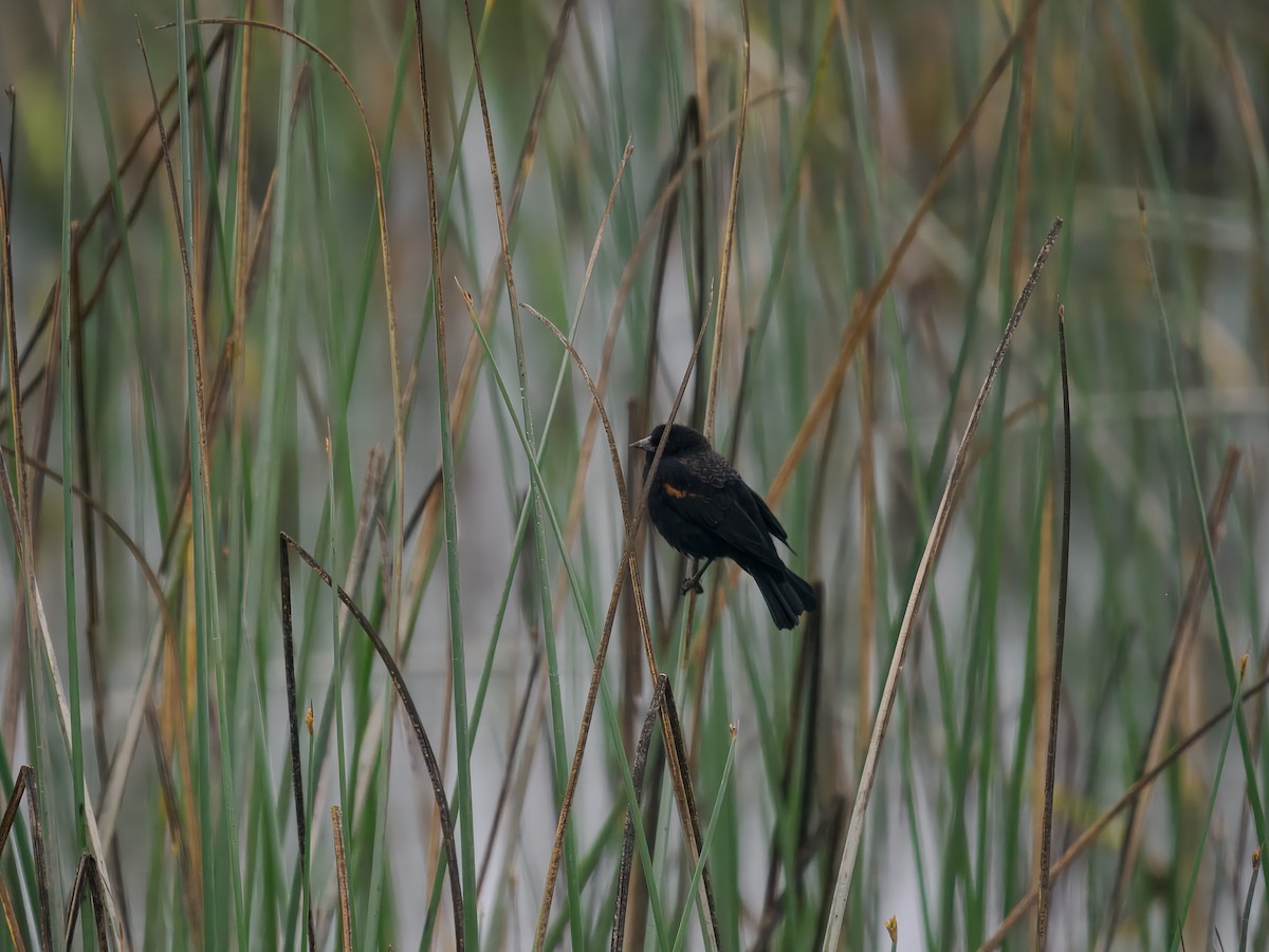 Red-winged Blackbird - ML640975627