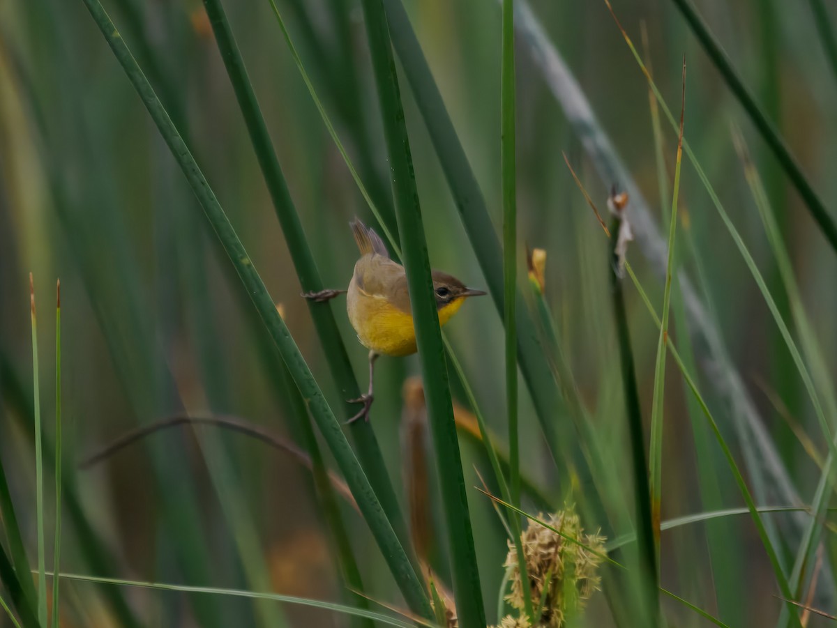 Common Yellowthroat - ML640975639