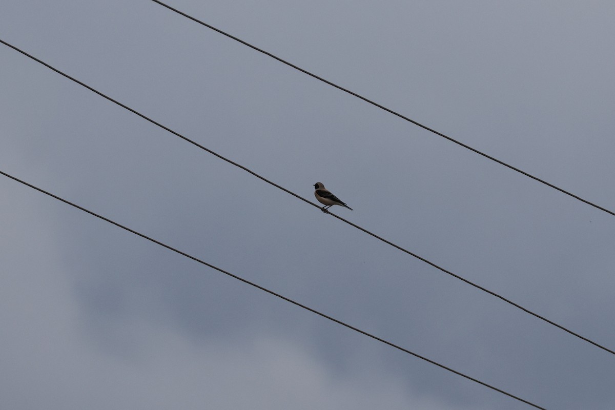 Eastern Black-eared Wheatear - ML640975644