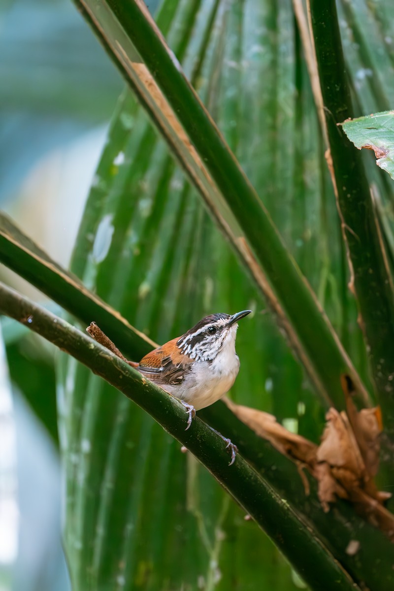 White-breasted Wood-Wren - ML640975686