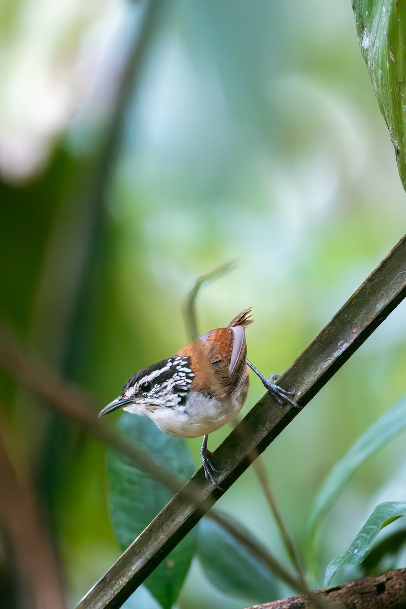 White-breasted Wood-Wren - ML640975687
