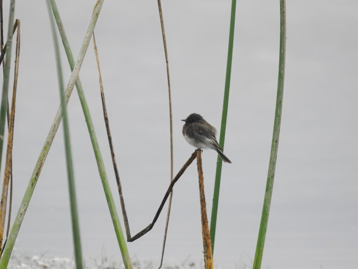 Black Phoebe - ML640975703