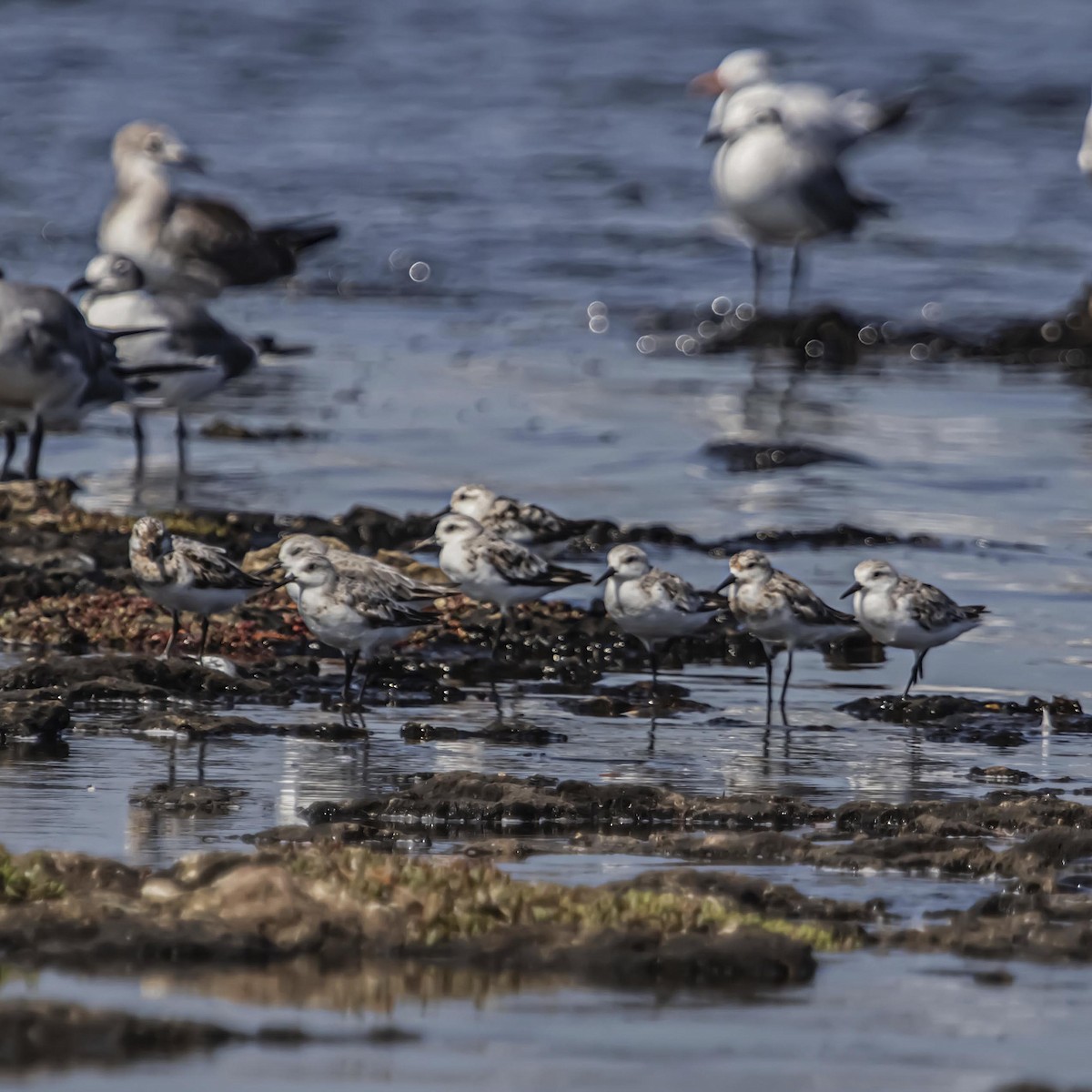 Sanderling - ML640975730