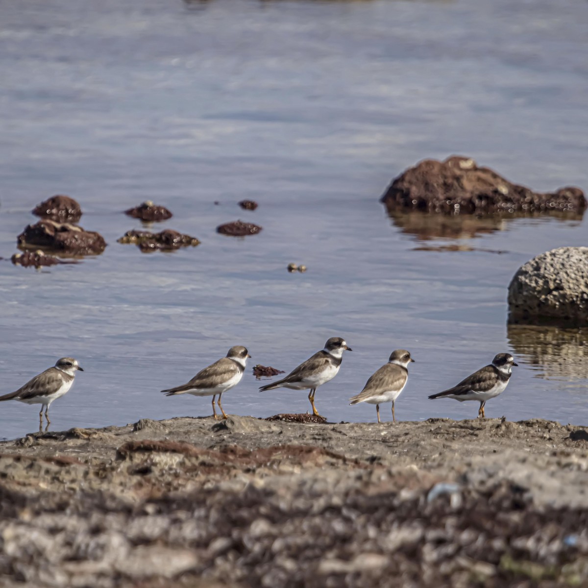 Semipalmated Plover - ML640975797