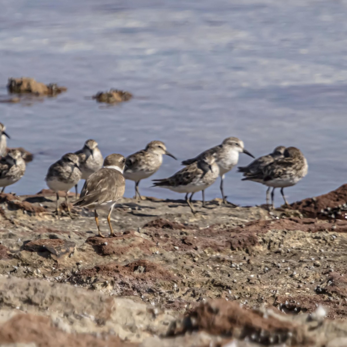 Least Sandpiper - ML640975854