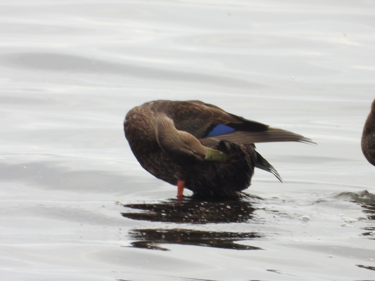 American Black Duck - ML640975870