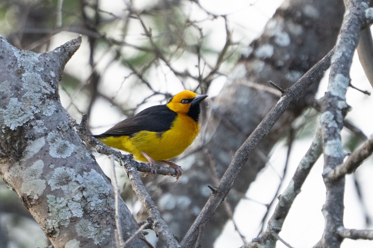 Black-necked Weaver - ML640975943