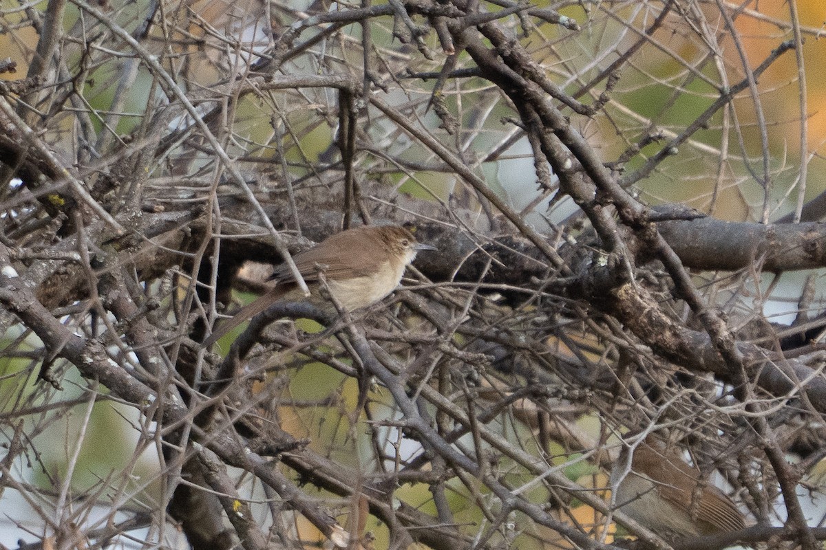 Northern Brownbul - ML640975959