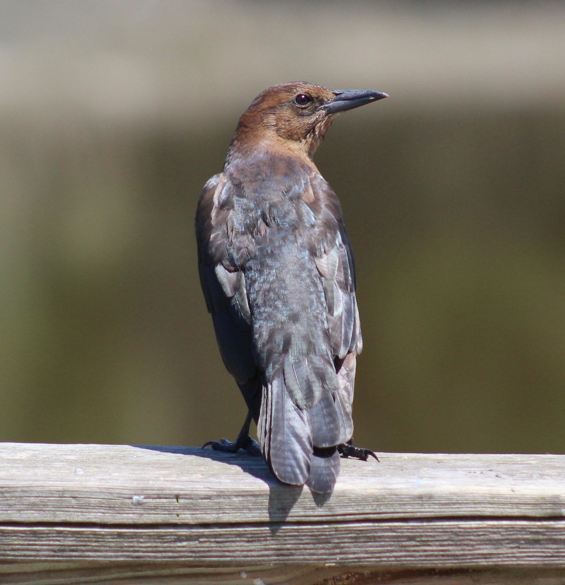 Boat-tailed Grackle - ML640975968