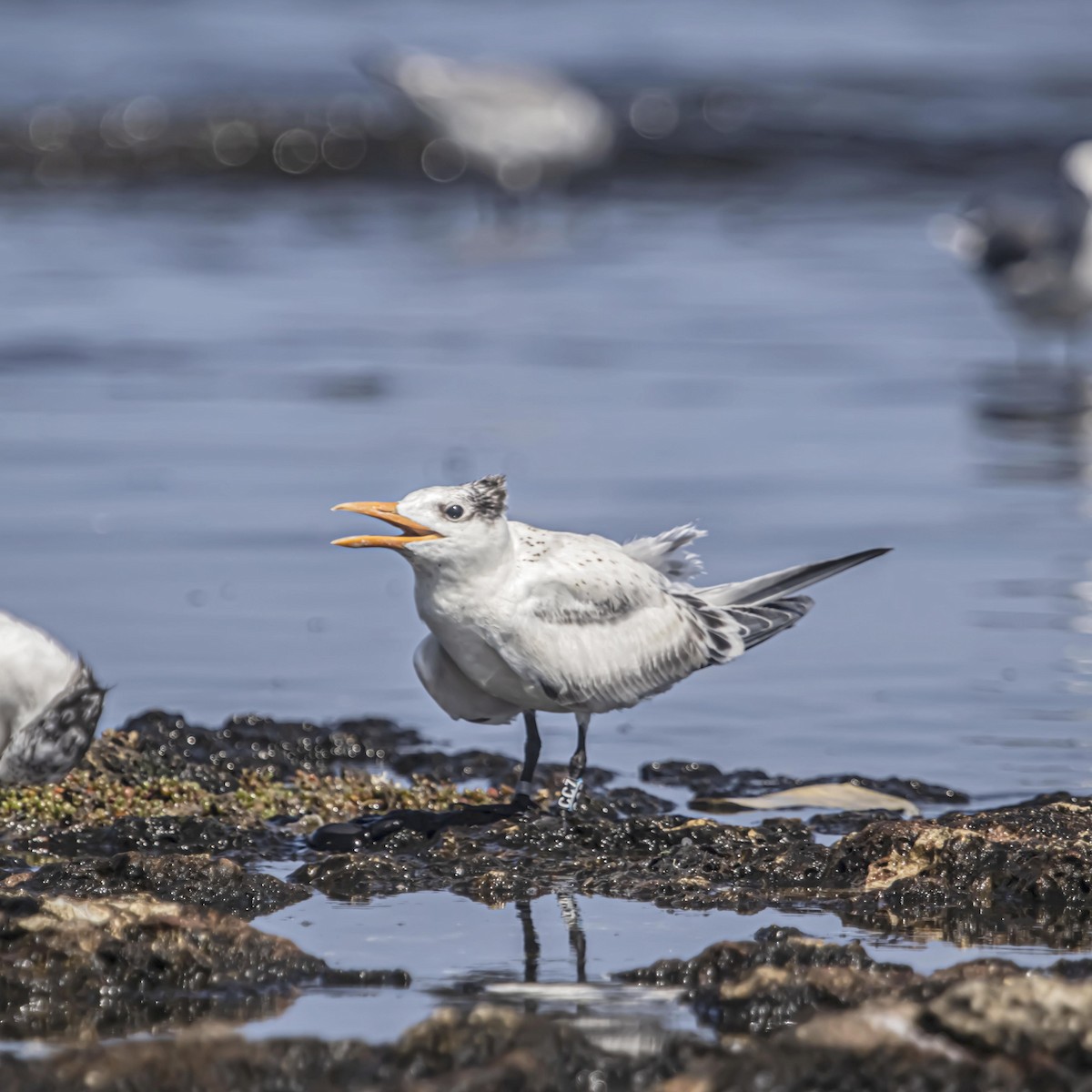 Royal Tern - ML640975969