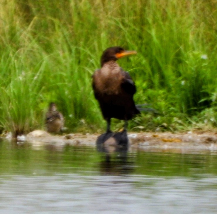 Double-crested Cormorant - ML640976044