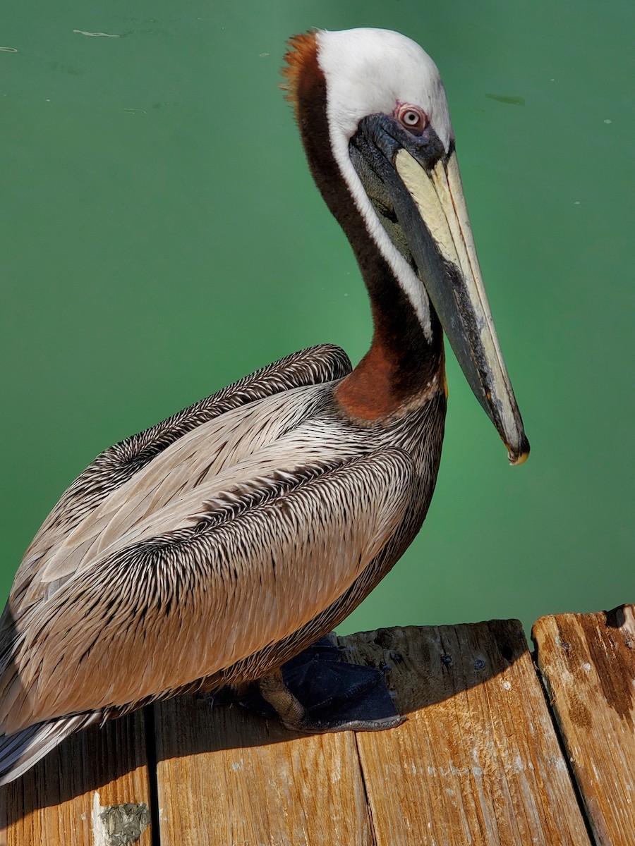 Brown Pelican - ML640976051