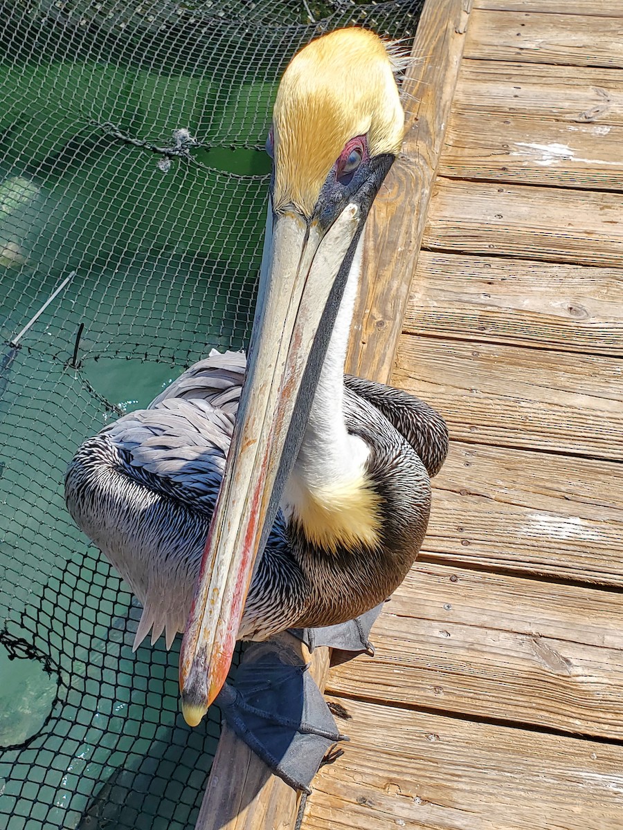 Brown Pelican - ML640976052
