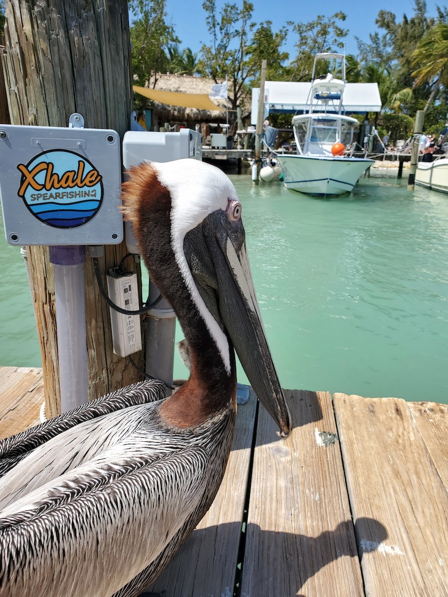 Brown Pelican - ML640976053