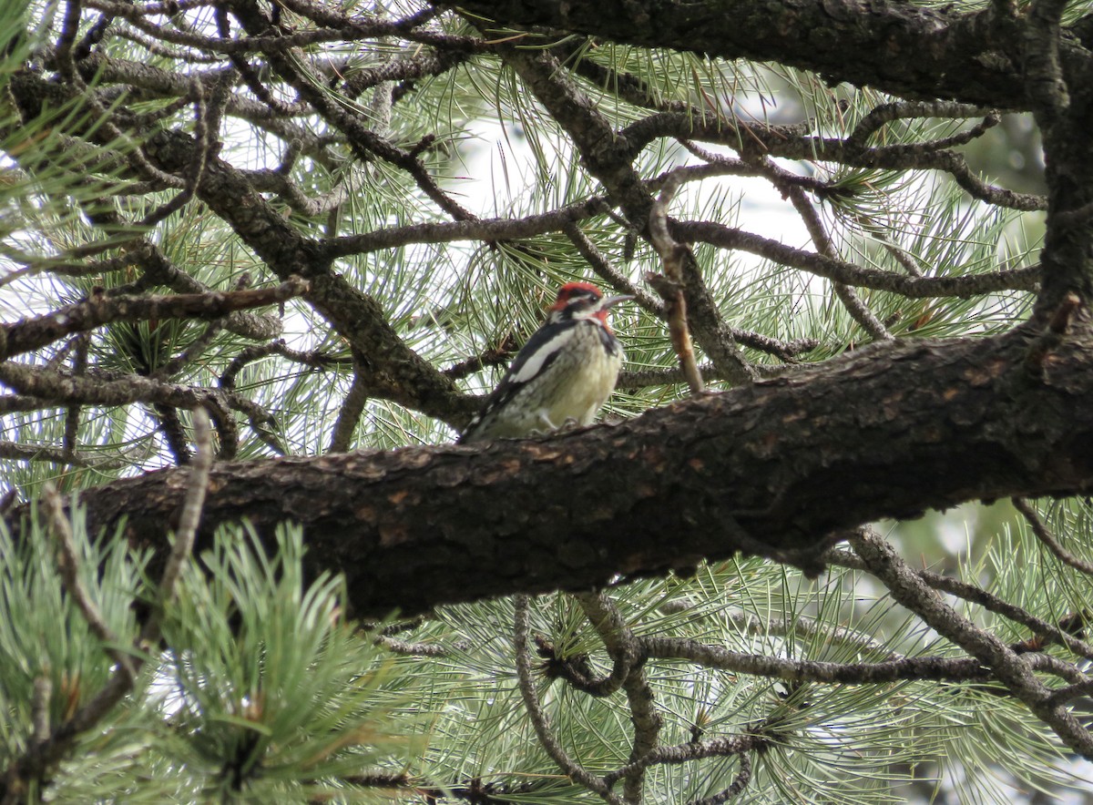 Red-naped Sapsucker - ML640976068