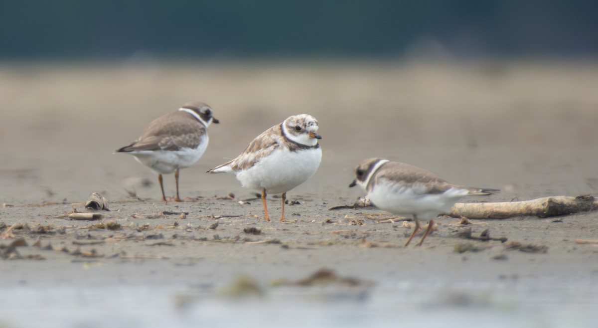 Semipalmated Plover - ML640976071