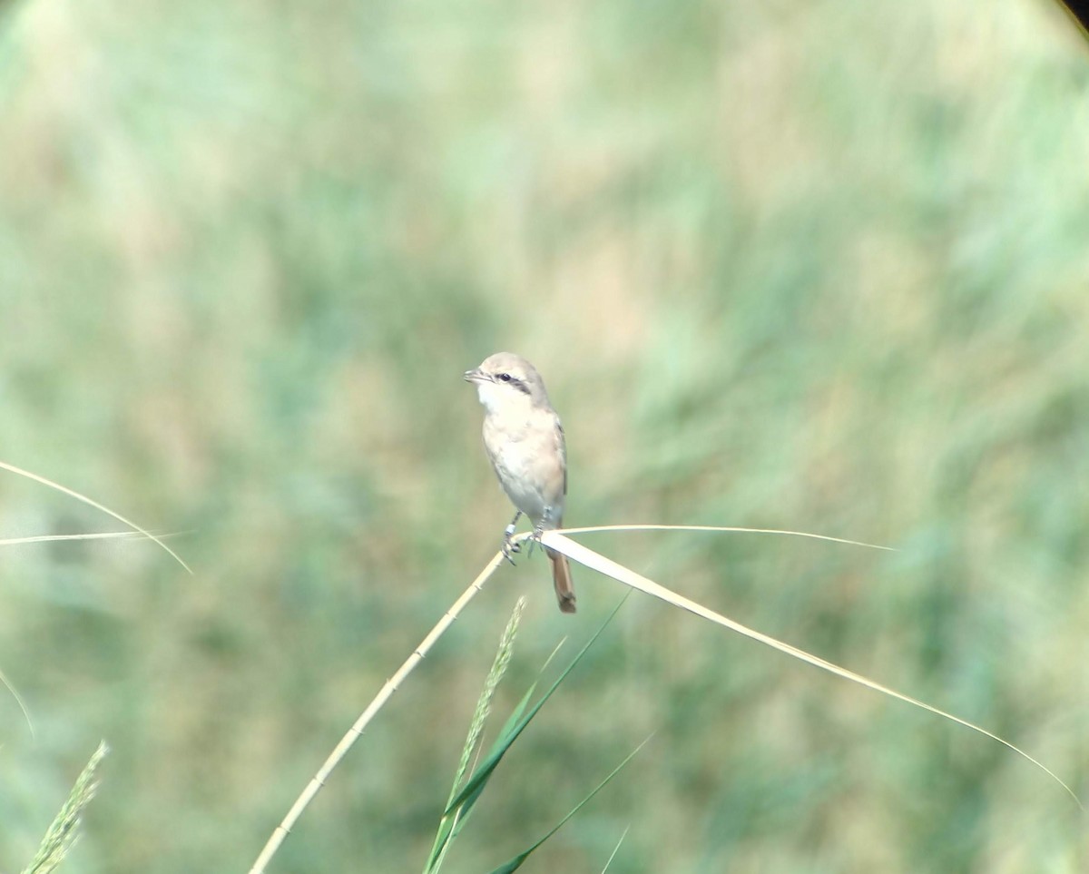 Pie-grièche isabelle (isabellinus) - ML640976074